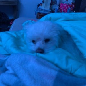 Meet your Posher, Diana